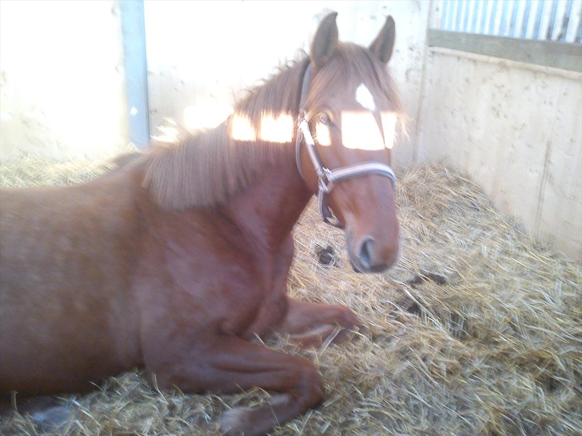 DSP Nørlunds Absatz - Stille og rolig knald på:P billede 6