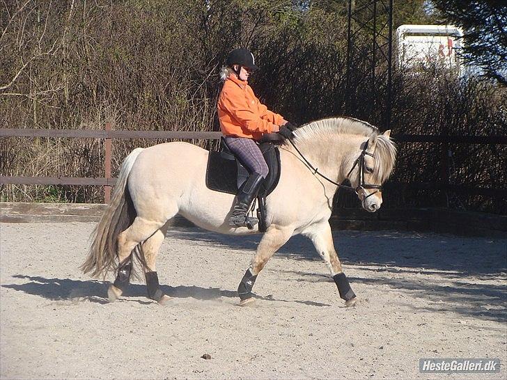 Fjordhest Freja (Tidliger Hest) - Dressur træning.
 billede 12