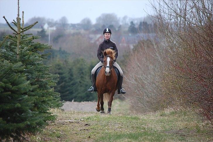 Anden særlig race Krumme  - Dææjlig galop 5. april  billede 20