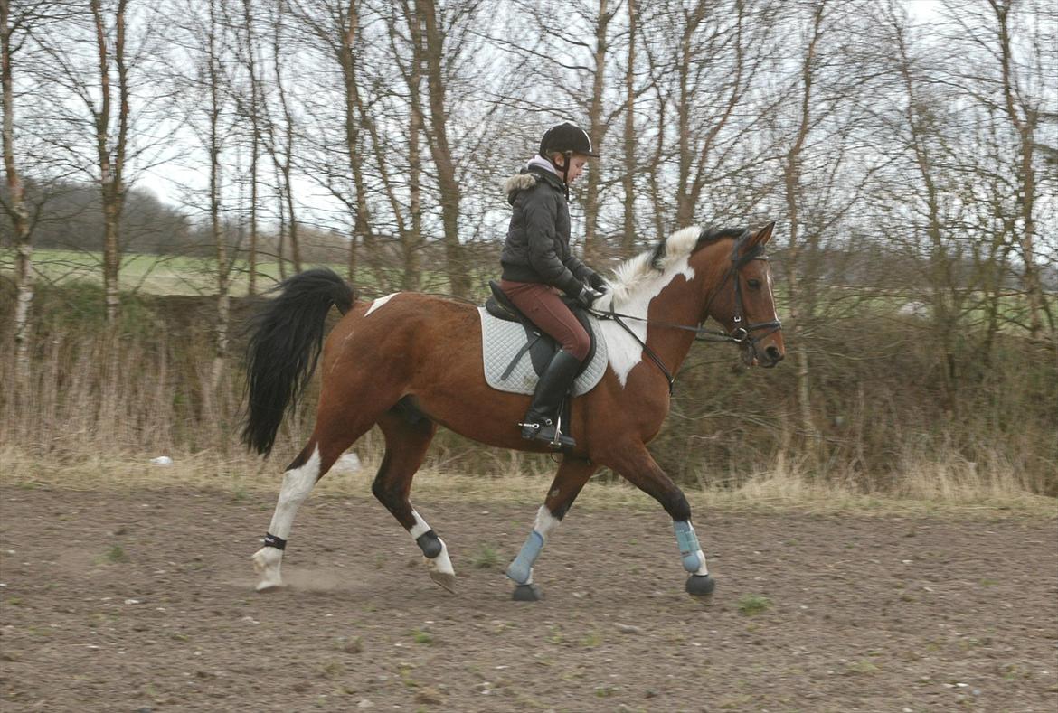 Anden særlig race Spotlight<3 billede 14