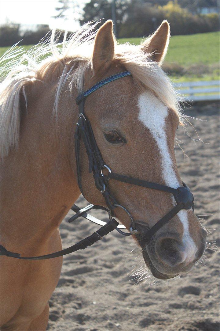 Palomino Søgårds Speedy billede 1