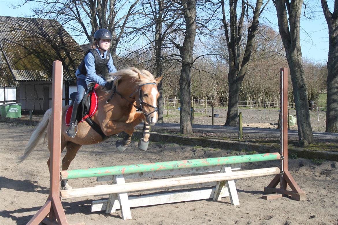 Palomino Søgårds Speedy billede 2