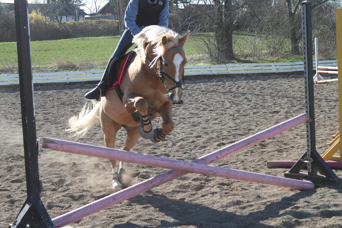 Palomino Søgårds Speedy billede 3