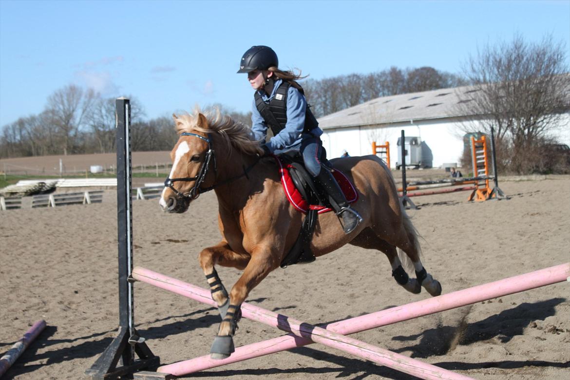 Palomino Søgårds Speedy billede 4