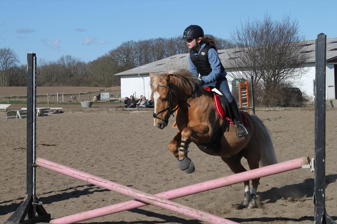 Palomino Søgårds Speedy billede 5