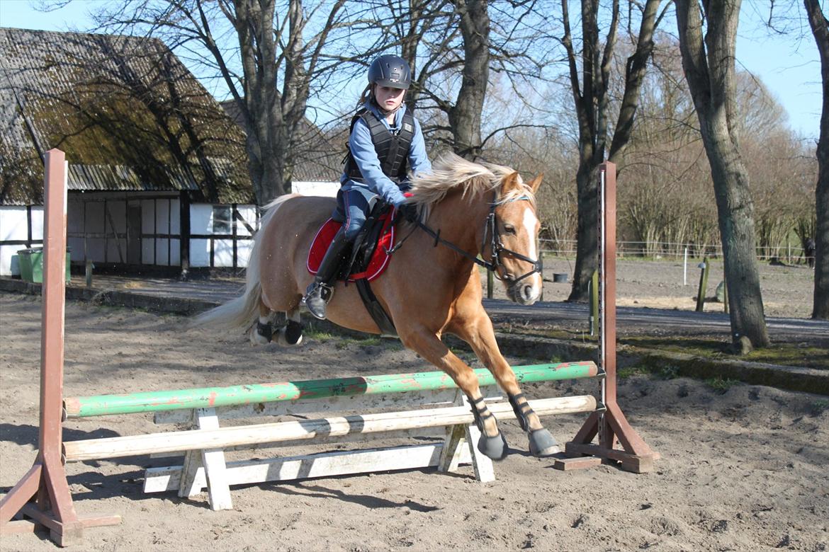 Palomino Søgårds Speedy billede 9