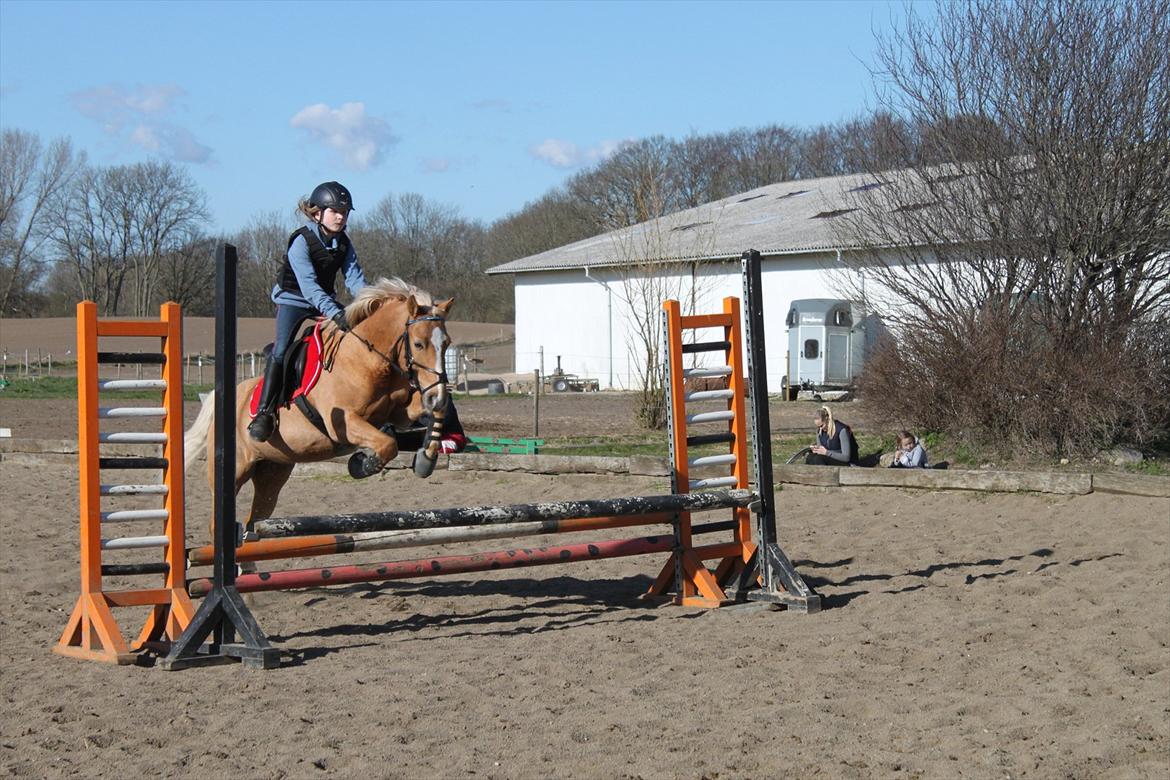 Palomino Søgårds Speedy billede 12