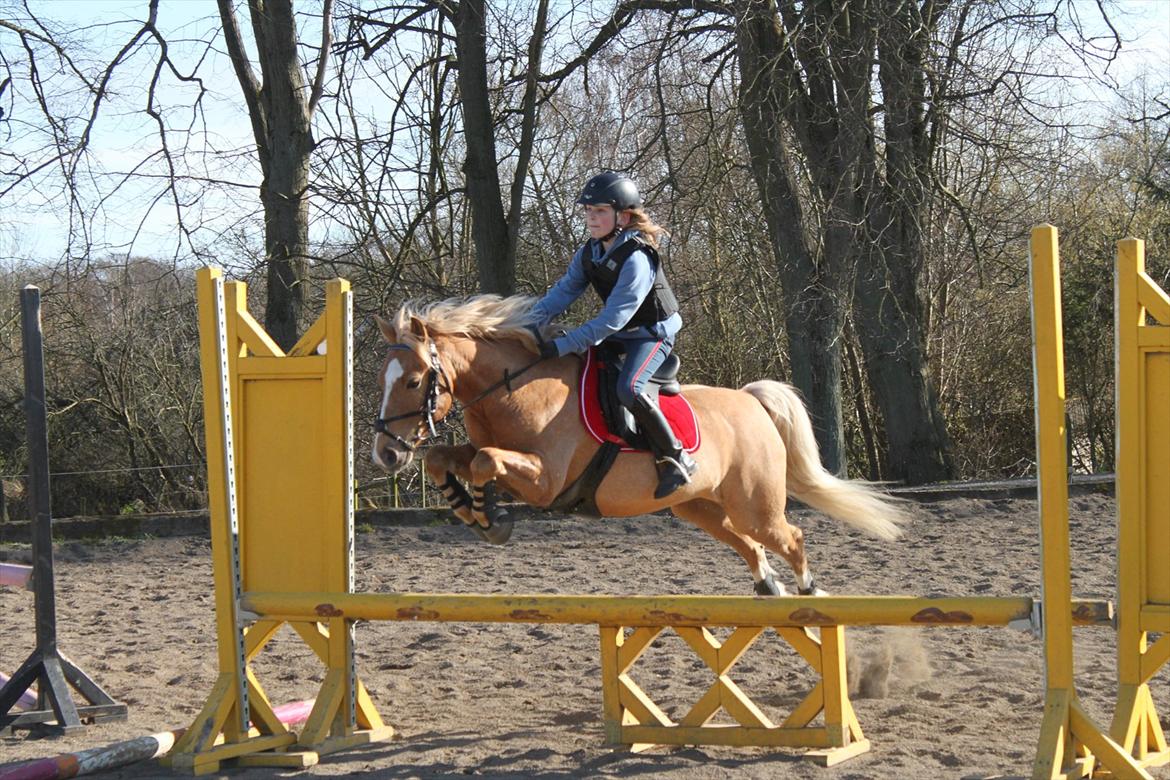 Palomino Søgårds Speedy billede 15