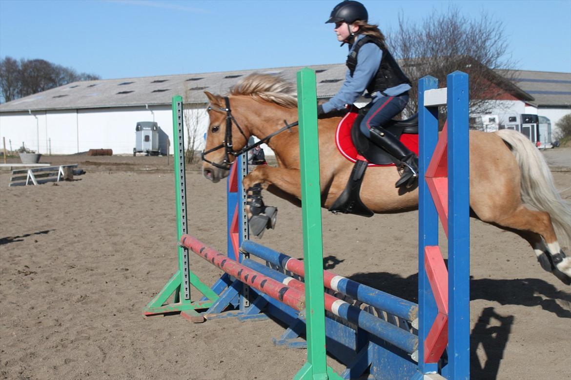 Palomino Søgårds Speedy billede 16