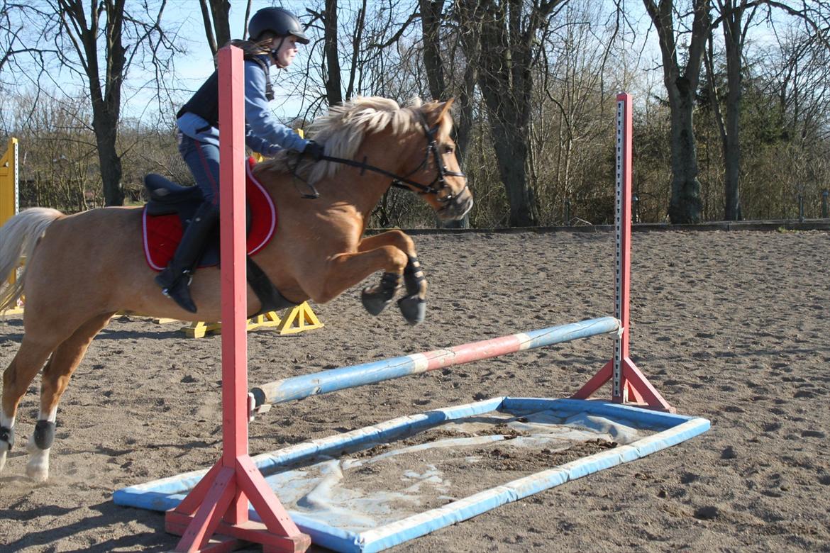 Palomino Søgårds Speedy billede 19