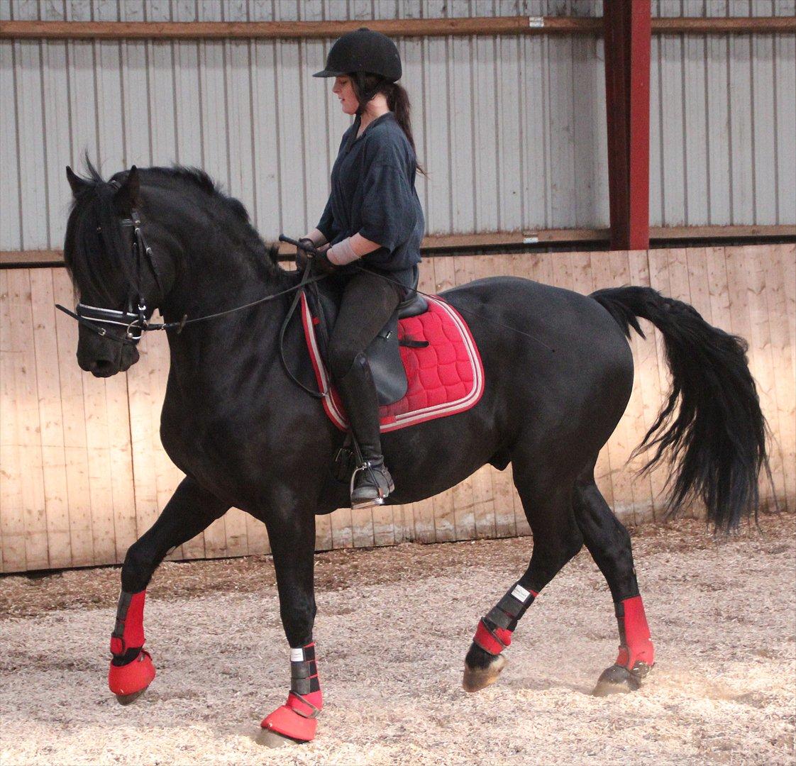 Anden særlig race Prinse'hesten Chopin - Mit eventyr! :* - Du er bare fantastisk Chopin!!!! :* 
Elsker dig miiin vidunderlige prins!!!! - Foto: CFJ  billede 10