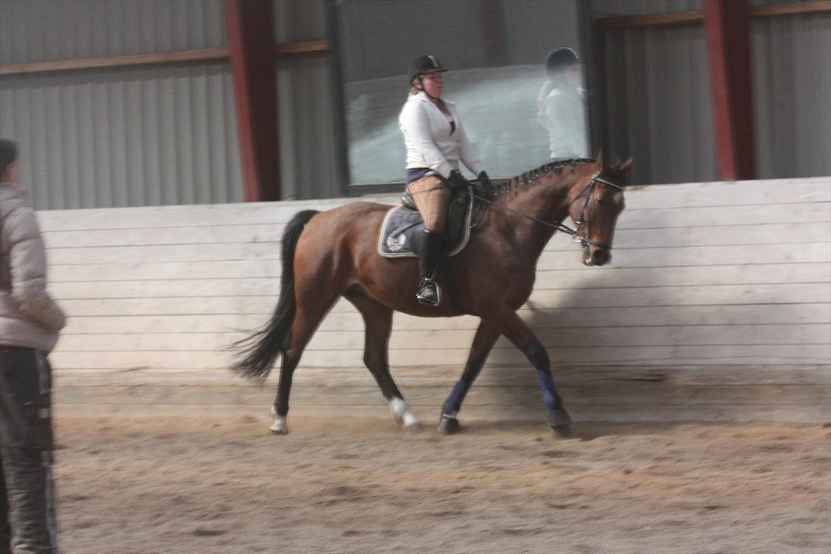 Dansk Varmblod Comet <3 * SOULMATE* billede 16