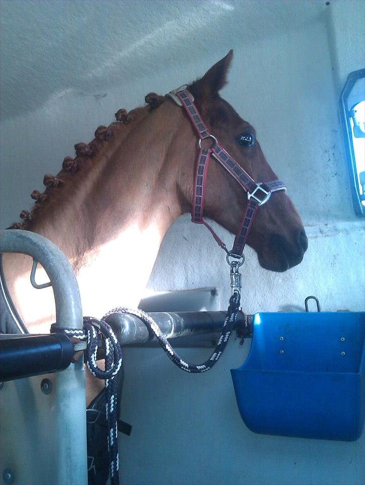 New Forest le philip - på vej til stævne<3 billede 7