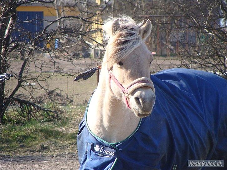 Fjordhest Freja (Tidliger Hest) - Fold billede at den smukke hest, <3
D. 4/4  2012 billede 13