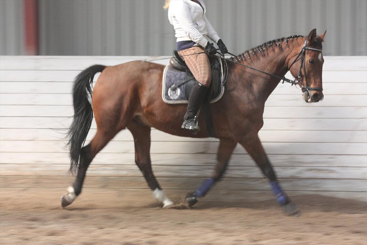 Dansk Varmblod Comet <3 * SOULMATE* billede 19