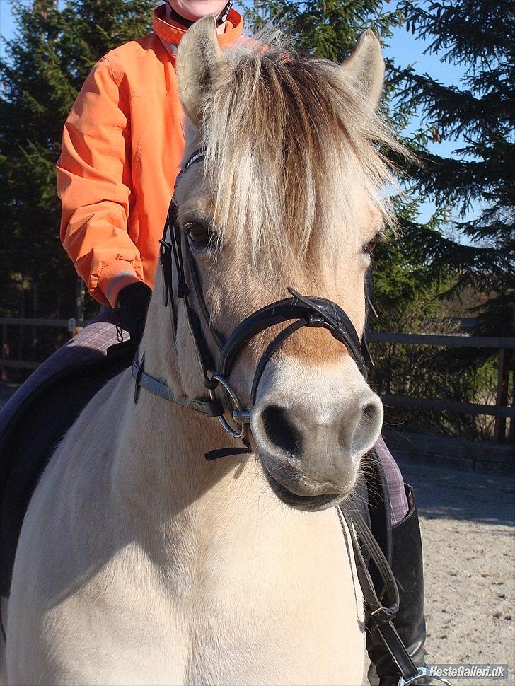 Fjordhest Freja (Tidliger Hest) - Dressur træning... men vi skal lige smile til fotografen. <3 billede 15