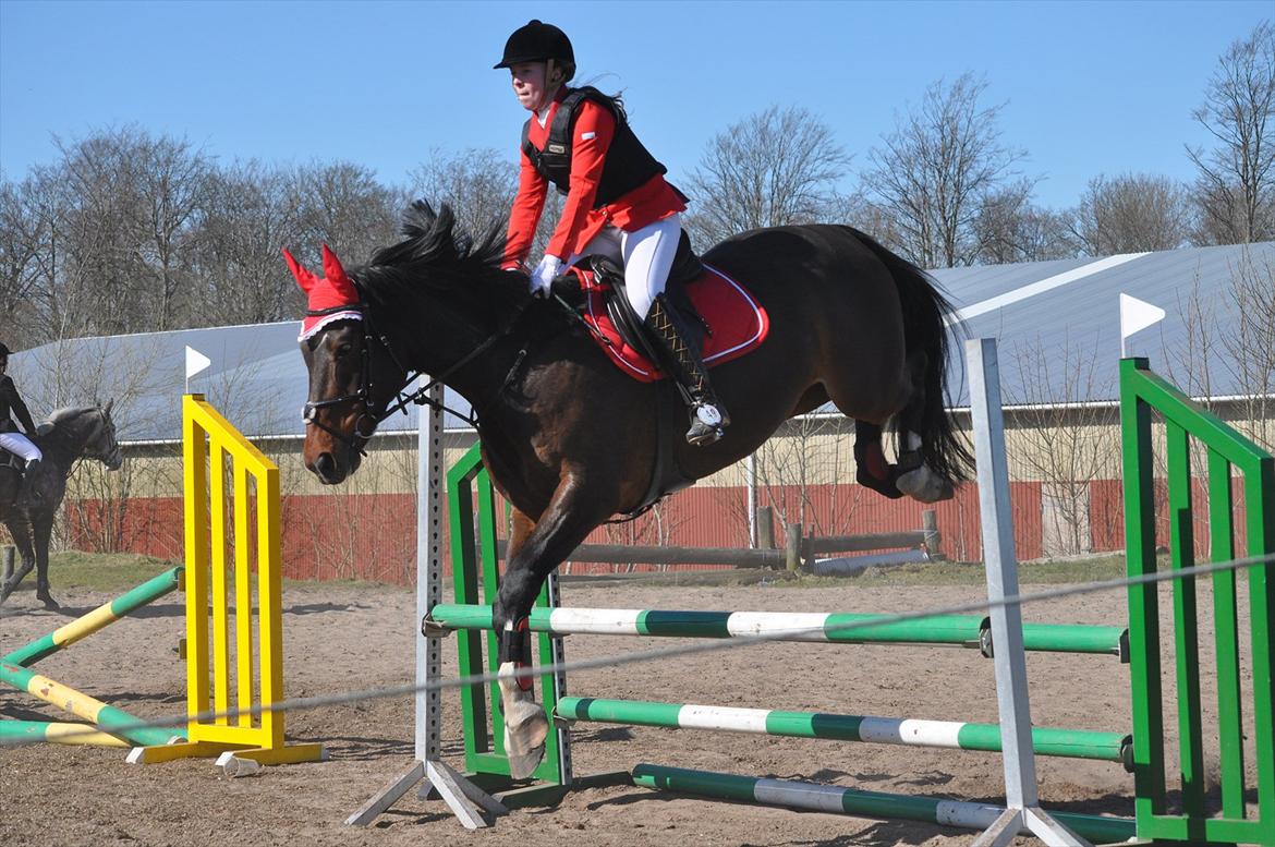 Hollandsk Varmblod Axel - Første springstævne 2011 billede 12