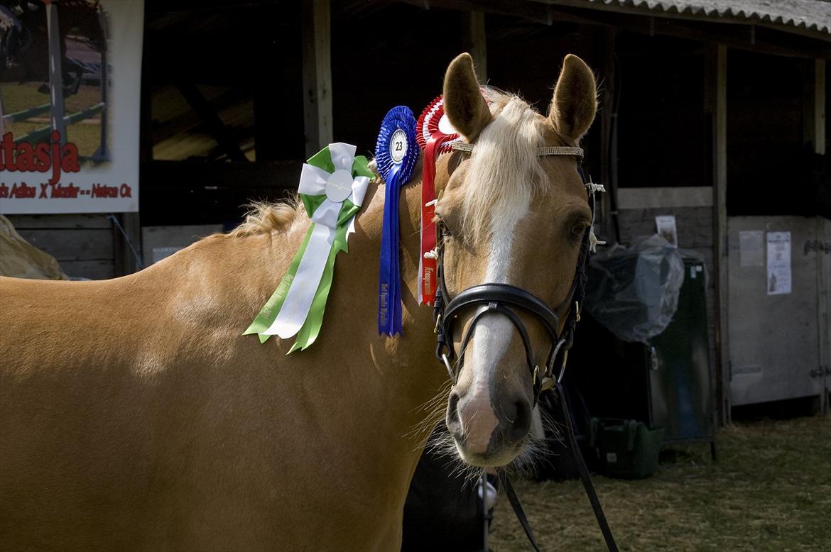 Tysk Sportspony Honeymoon - # Dyrskue 2011, musen. billede 12