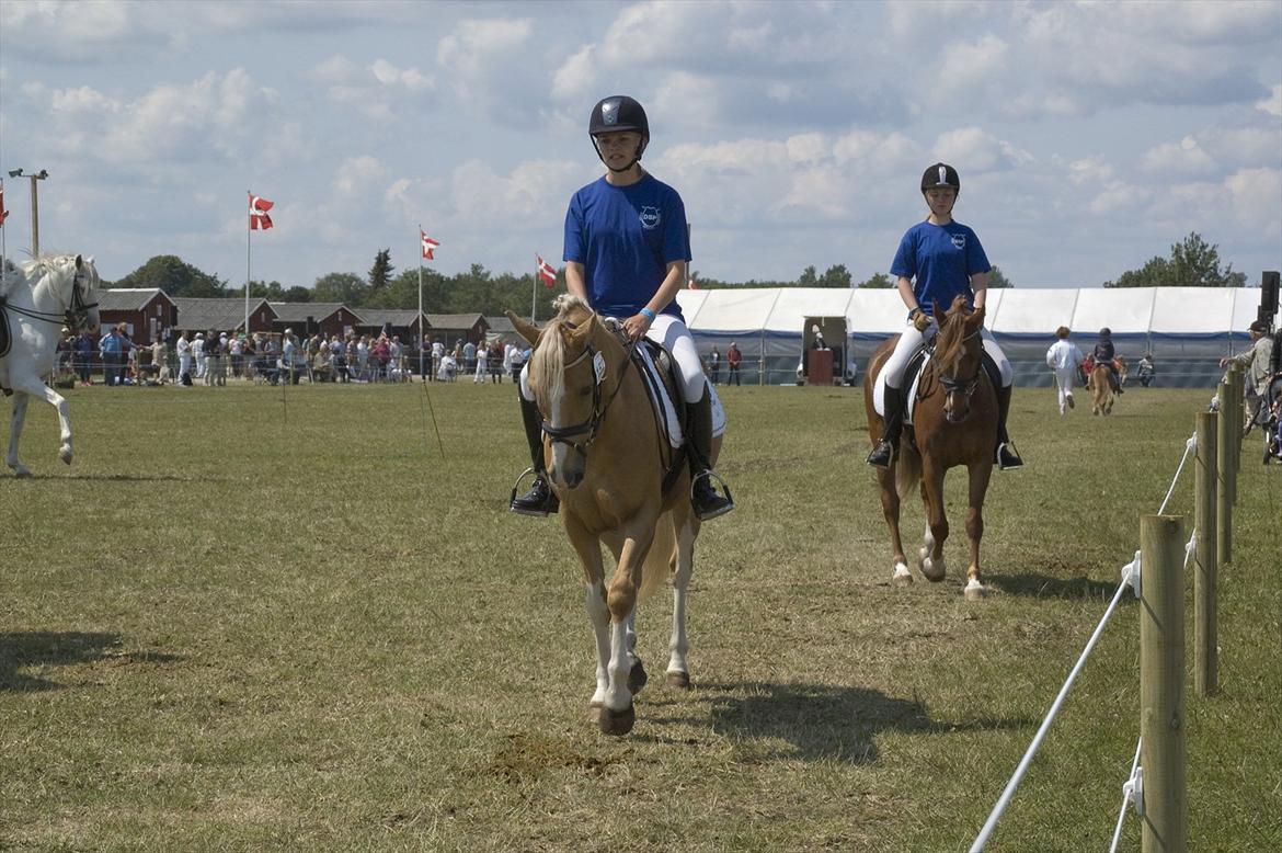 Tysk Sportspony Honeymoon -  Dyrskue 2011. billede 13