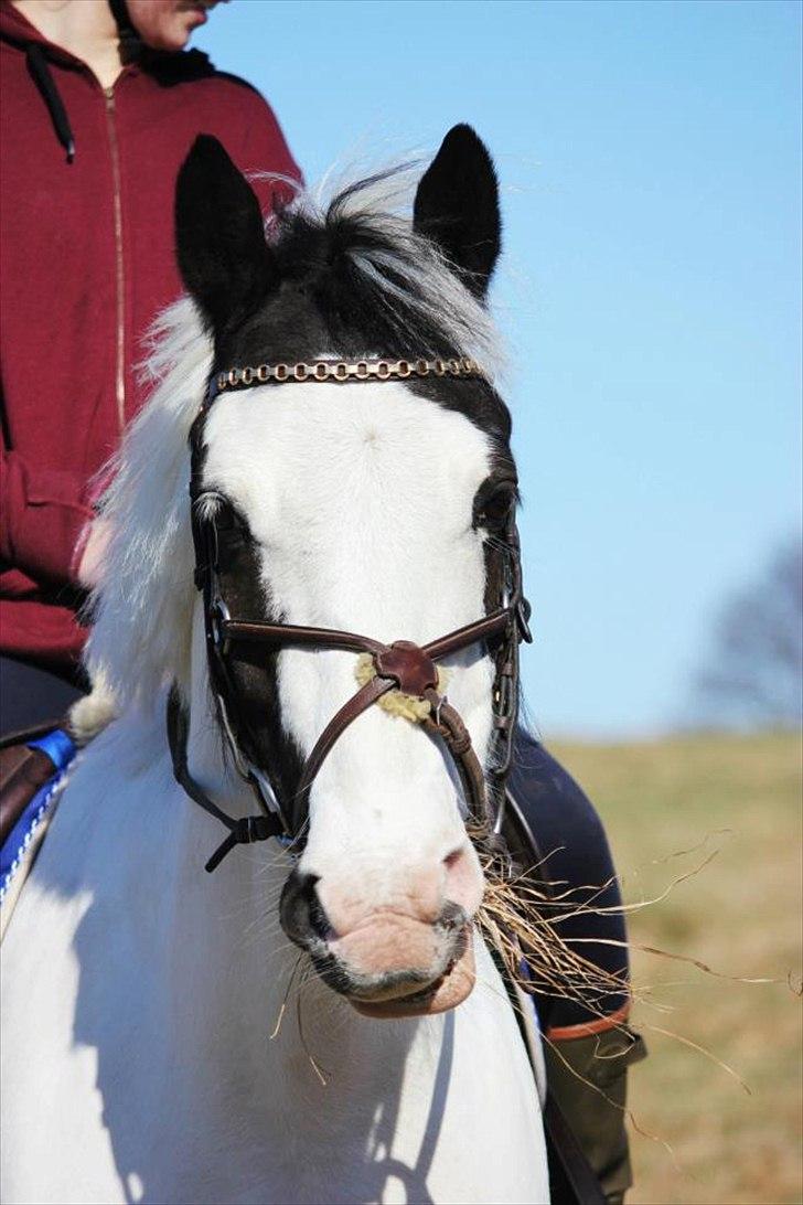 Irsk Sportspony Bobby - skønne pony! <3 billede 9