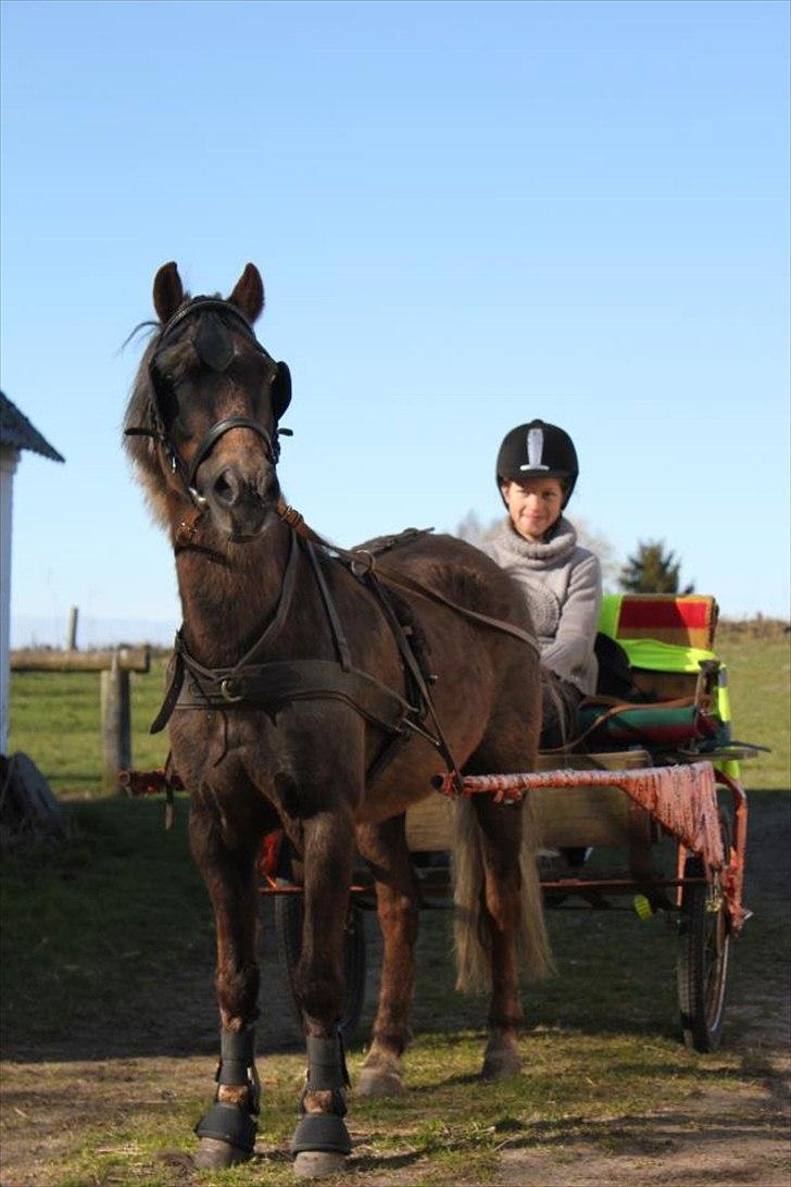 Anden særlig race Tarzan billede 2