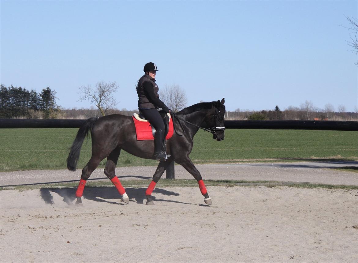 Dansk Varmblod Acacia Hardsyssel billede 16