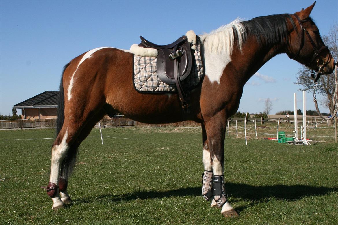 Pinto Humlegaardens Djinn - Burberry hesten, 2012 udstyret billede 6