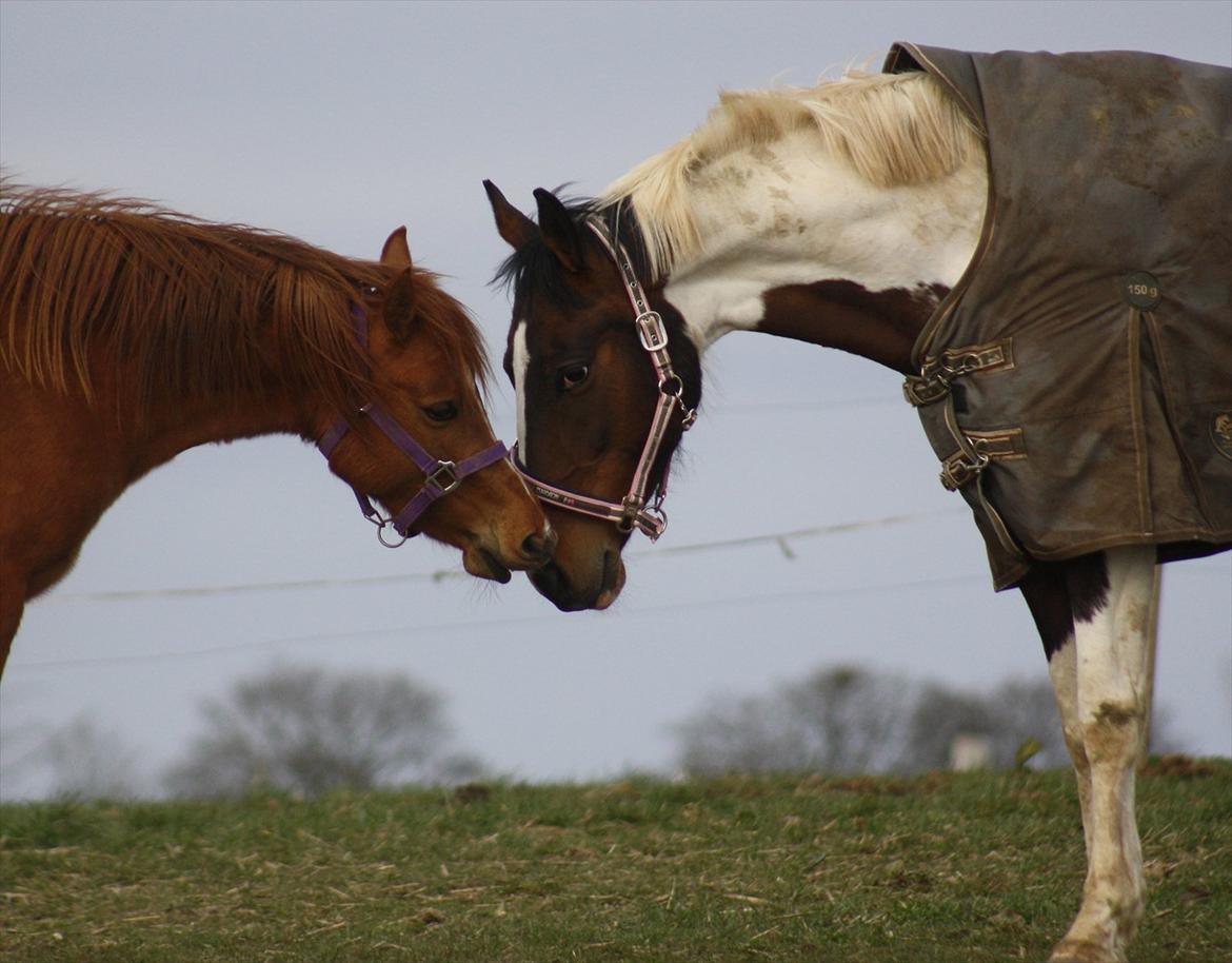 Pinto »{ Hoelgaards Sha Nell }« - 05-04-12 - de to bedste venner :) billede 12