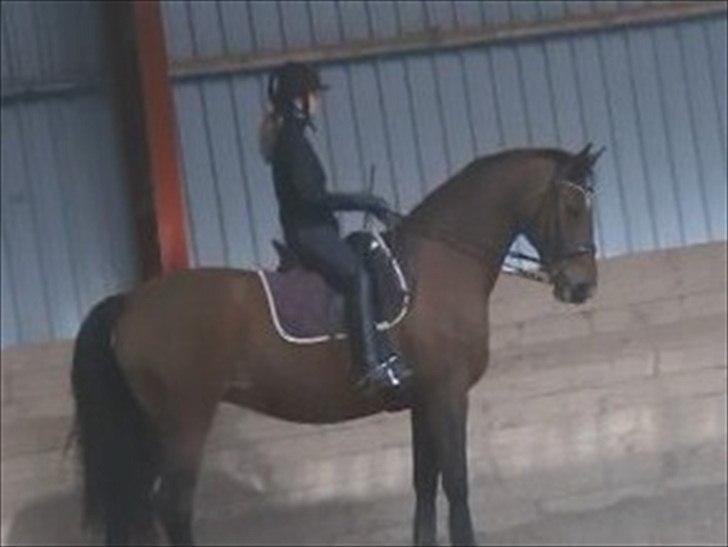 Dansk Varmblod Storgårdens Rosalia billede 1