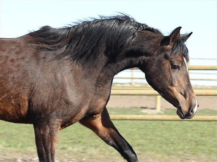 Arabisk fuldblod (OX) Jemima - SOLGT - billede 1