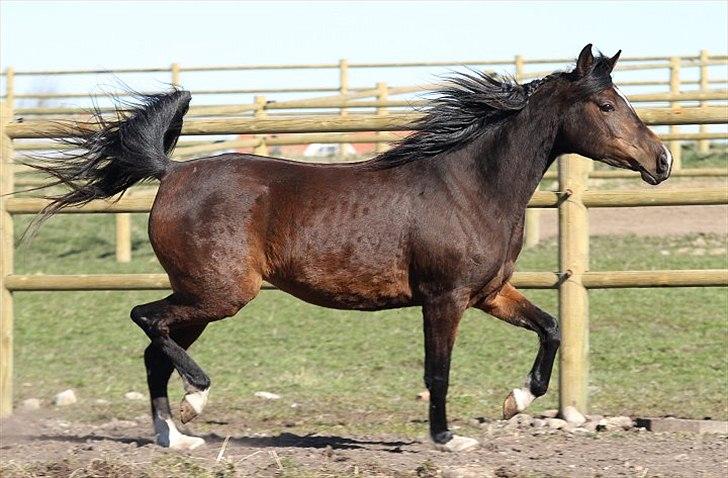 Arabisk fuldblod (OX) Jemima - SOLGT - billede 2