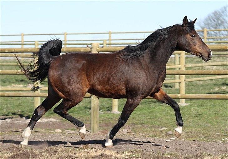 Arabisk fuldblod (OX) Jemima - SOLGT - billede 3