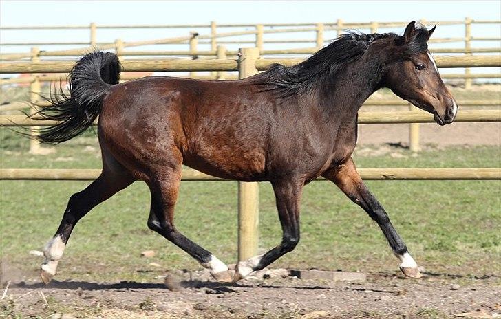 Arabisk fuldblod (OX) Jemima - SOLGT - billede 4