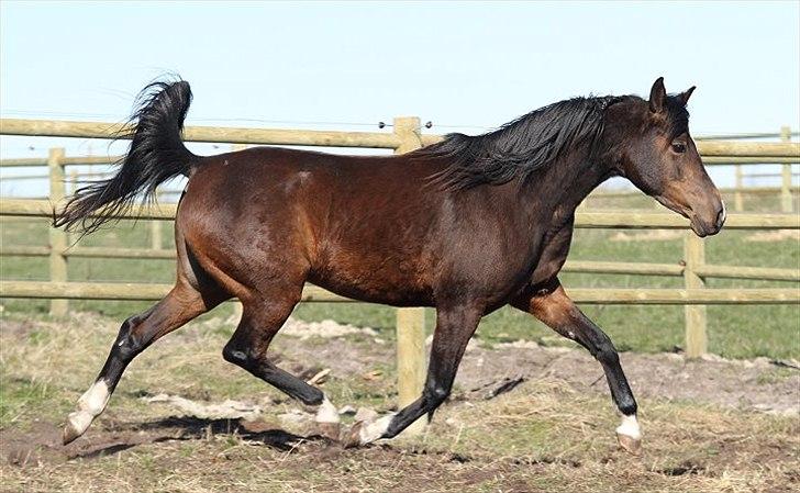 Arabisk fuldblod (OX) Jemima - SOLGT - billede 5