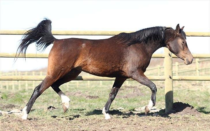Arabisk fuldblod (OX) Jemima - SOLGT - billede 6