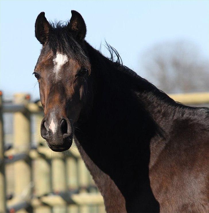Arabisk fuldblod (OX) Jemima - SOLGT - billede 7
