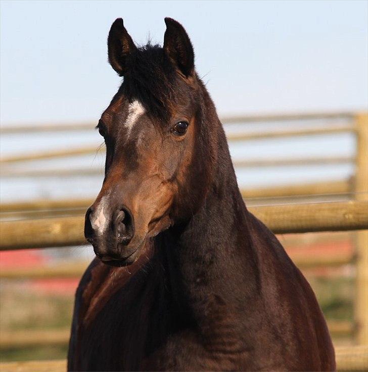 Arabisk fuldblod (OX) Jemima - SOLGT - billede 8