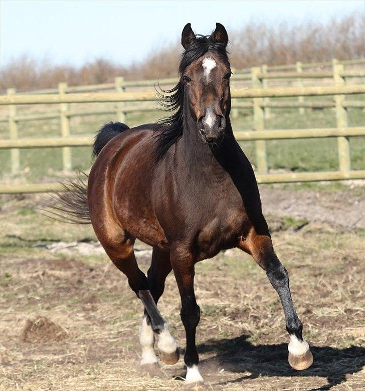 Arabisk fuldblod (OX) Jemima - SOLGT - billede 9