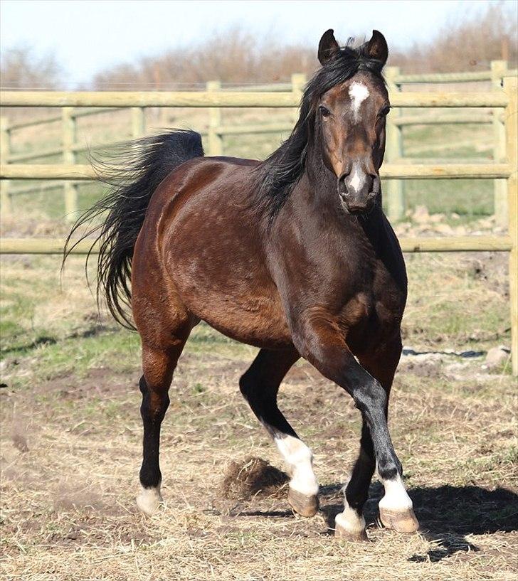 Arabisk fuldblod (OX) Jemima - SOLGT - billede 10