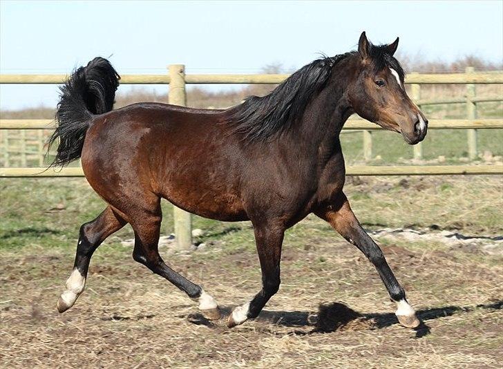 Arabisk fuldblod (OX) Jemima - SOLGT - billede 11