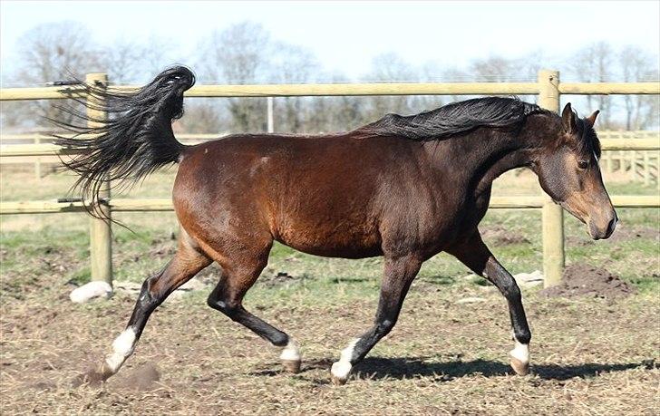 Arabisk fuldblod (OX) Jemima - SOLGT - billede 12