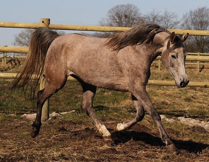 Arabisk fuldblod (OX) Shura C - SOLGT - billede 4
