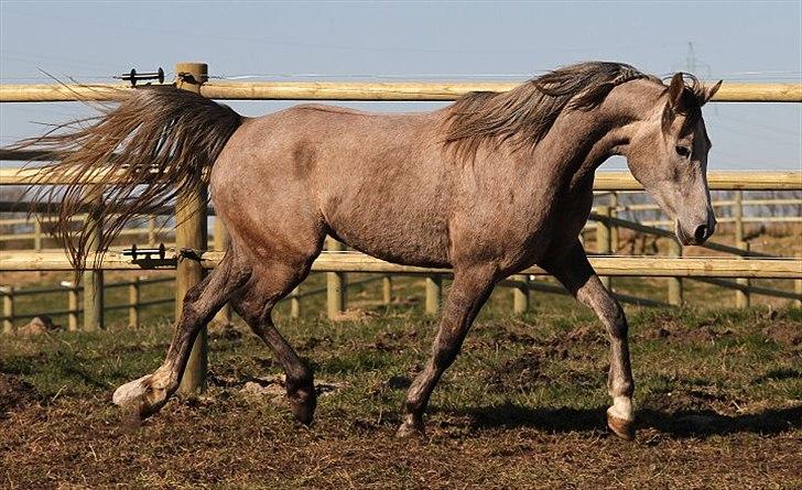 Arabisk fuldblod (OX) Shura C - SOLGT - billede 5