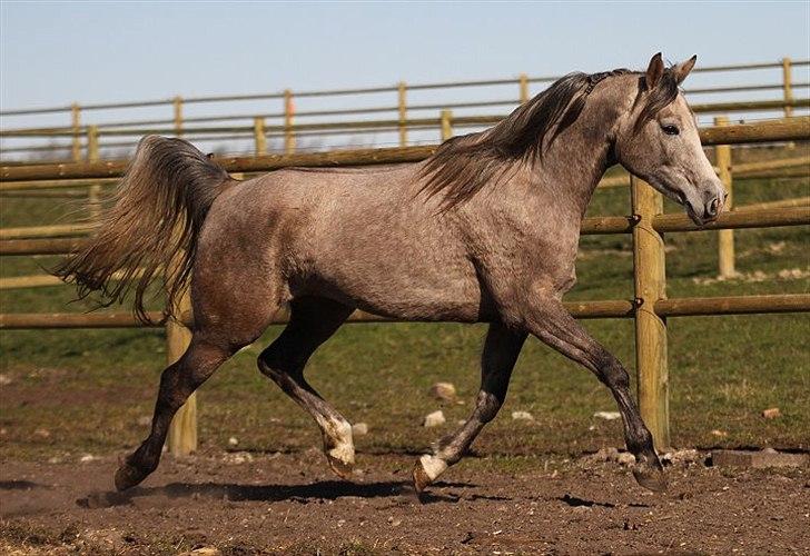 Arabisk fuldblod (OX) Shura C - SOLGT - billede 9