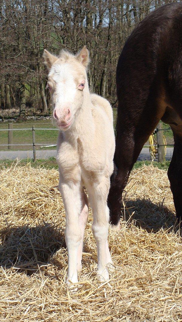 Welsh Mountain (sec A) Rø's Savage Rose billede 1