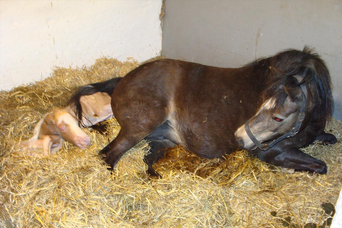 Welsh Mountain (sec A) Rø's Savage Rose billede 2