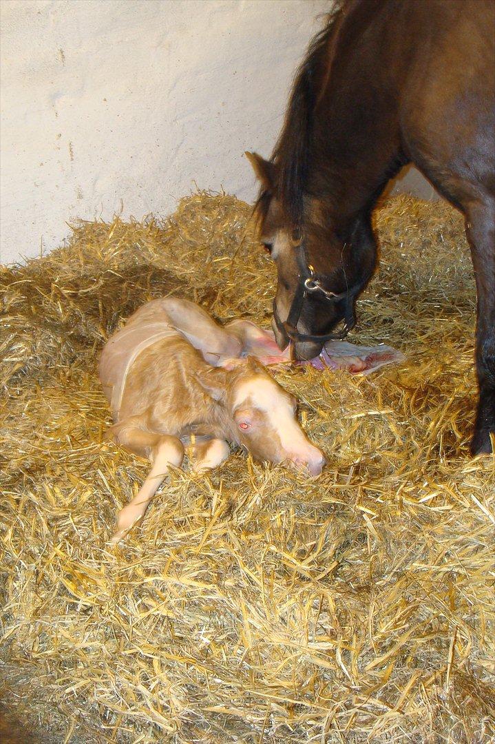 Welsh Mountain (sec A) Rø's Savage Rose billede 3