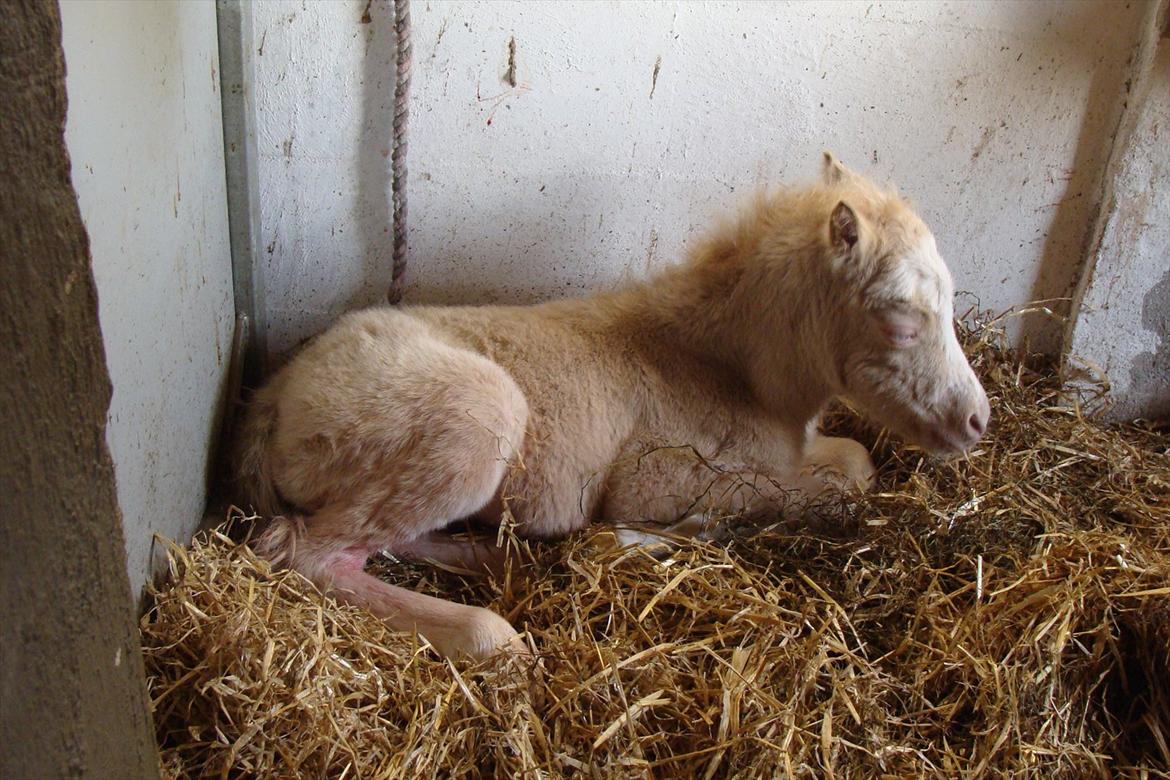 Welsh Mountain (sec A) Rø's Savage Rose billede 4