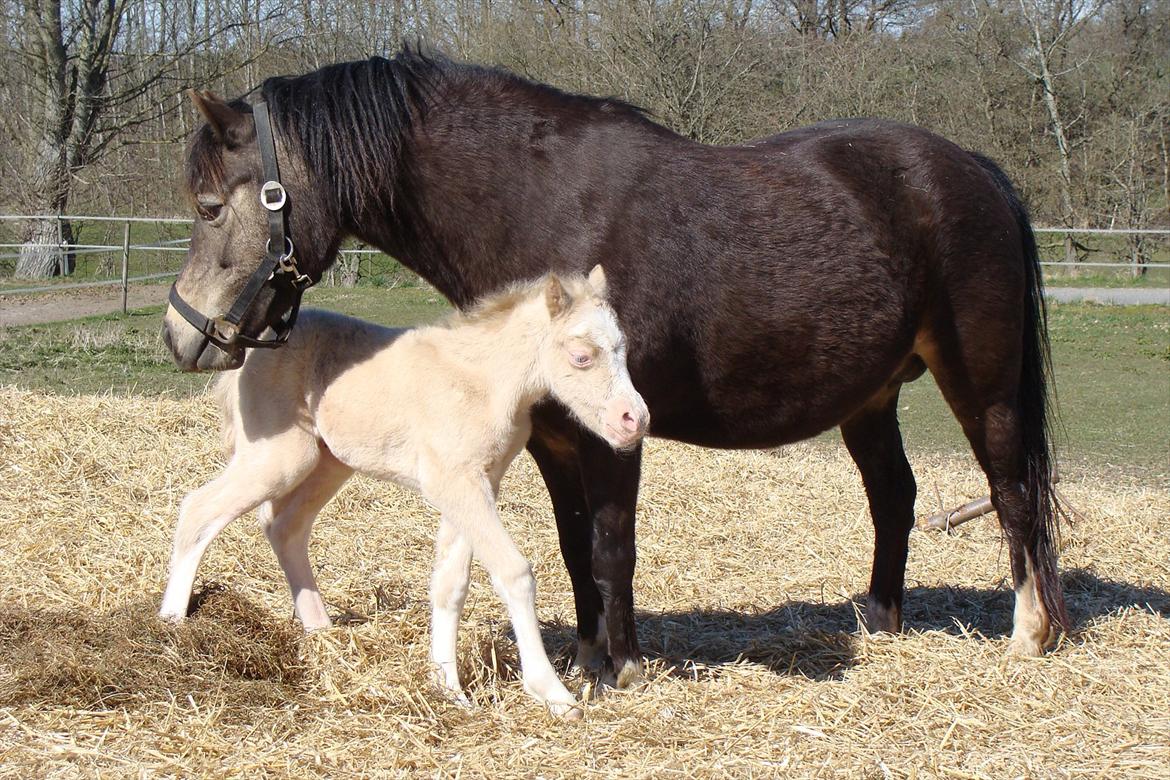 Welsh Mountain (sec A) Rø's Savage Rose billede 5