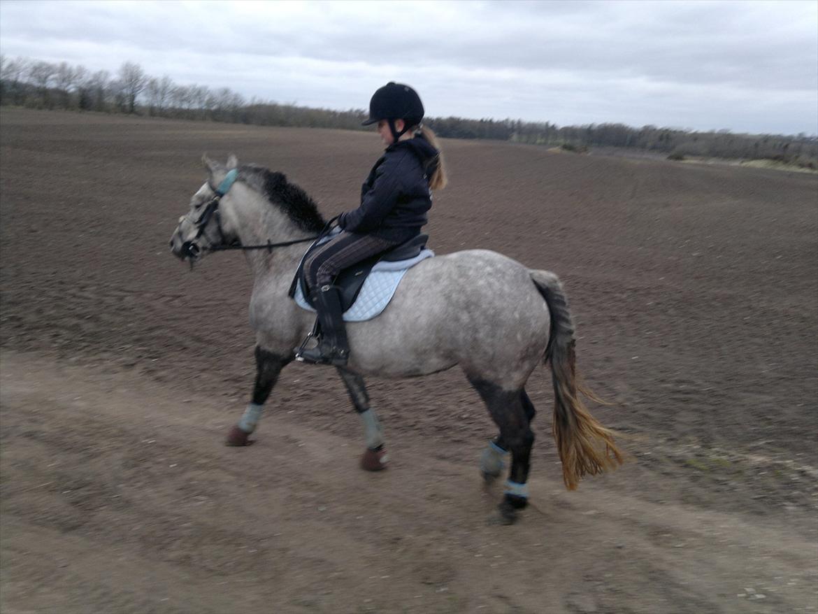 Anden særlig race Sugar - på tur 2012 billede 7